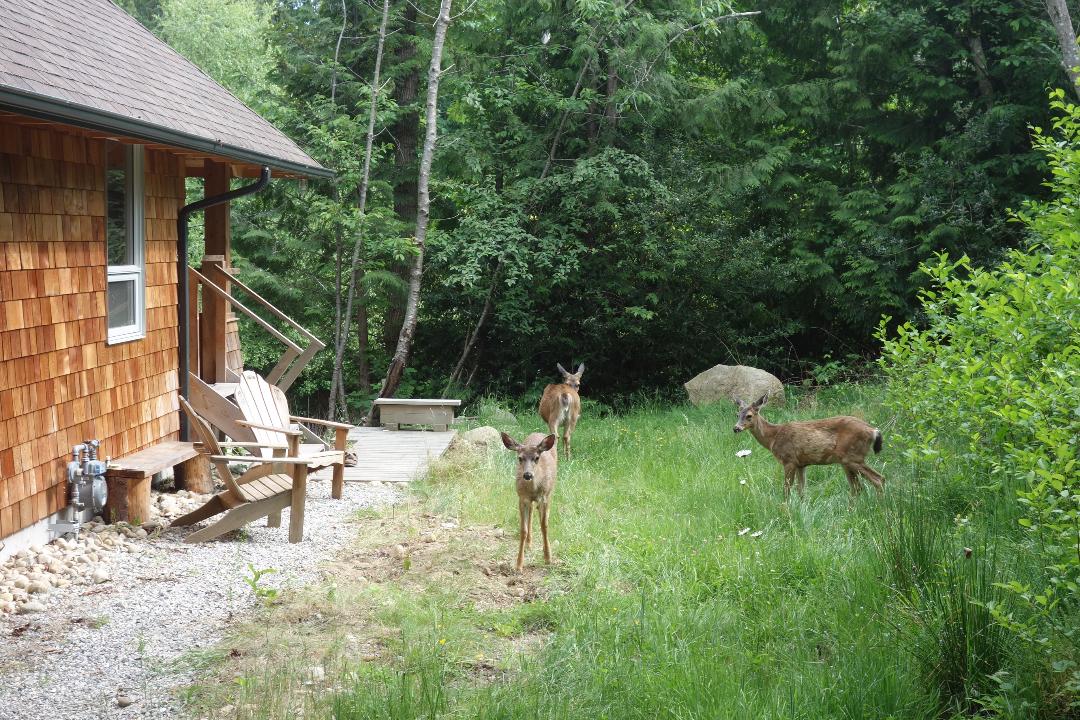 Wav garden + deer